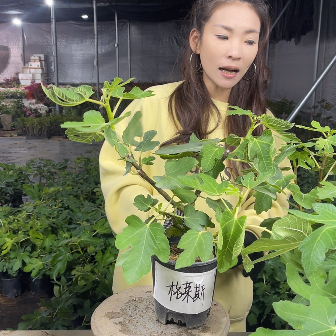 泽***桐格莱斯无花果果苗