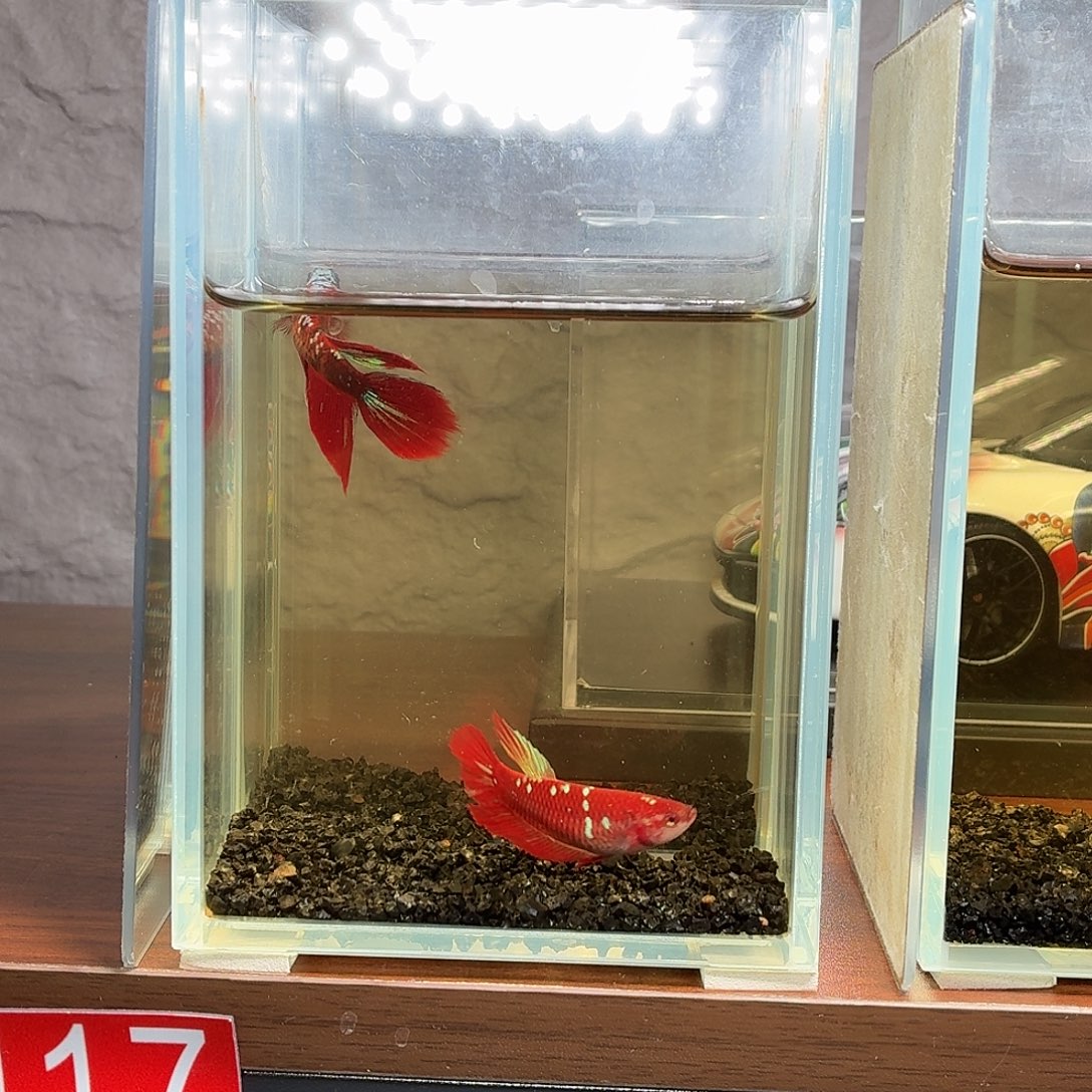 斗鱼彩金半月母鱼