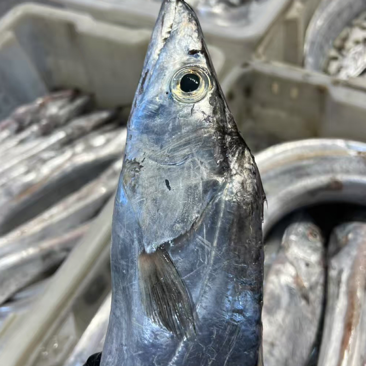 舟山海鲜 新鲜小眼睛油带 大刀鱼 顺丰直发