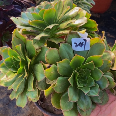 大绿玫瑰多肉植物247多肉不包断