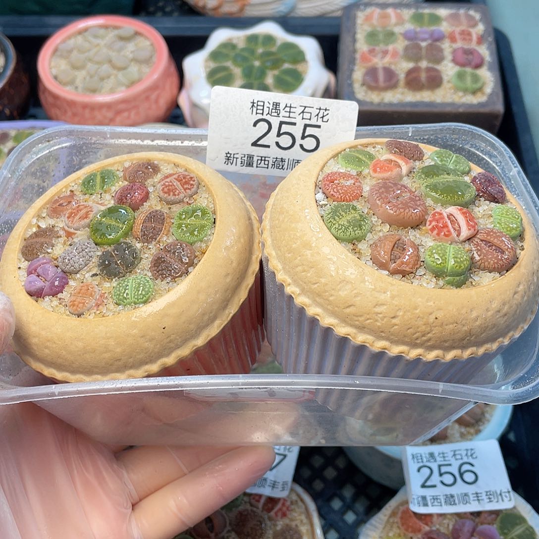 相遇开播福利255