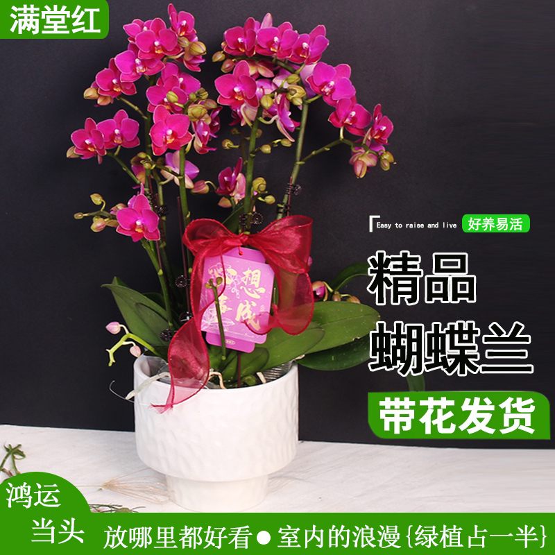 蝴蝶兰【满堂红】玫红色年宵花送礼花期长带花带花苞基地直发好养