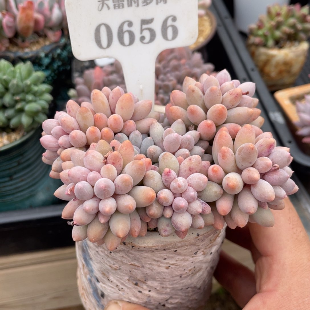 0656婴儿手指不带盆11厘米