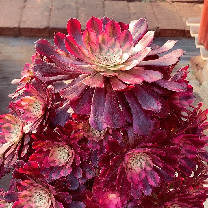 红超白，多肉植物