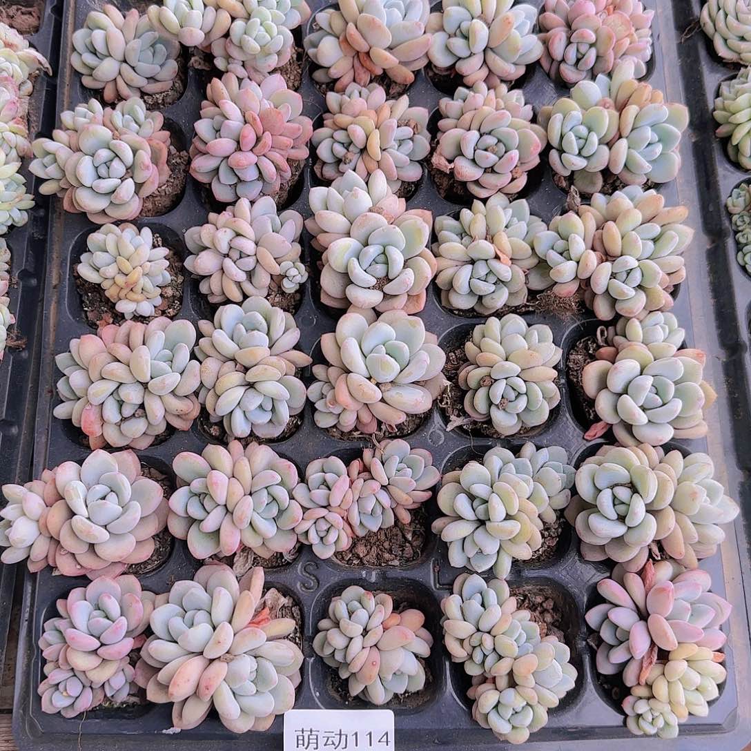 直播一物一拍多肉114