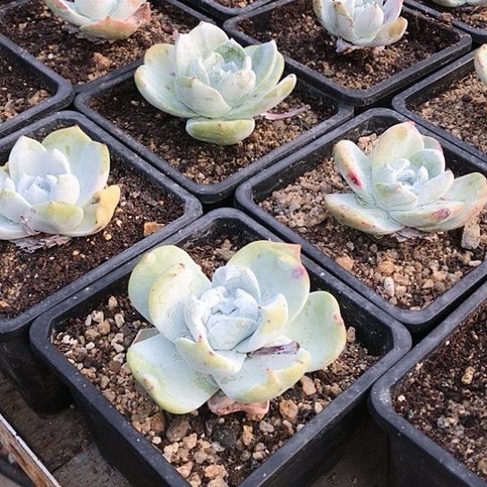 雪山拇指仙女棒杯