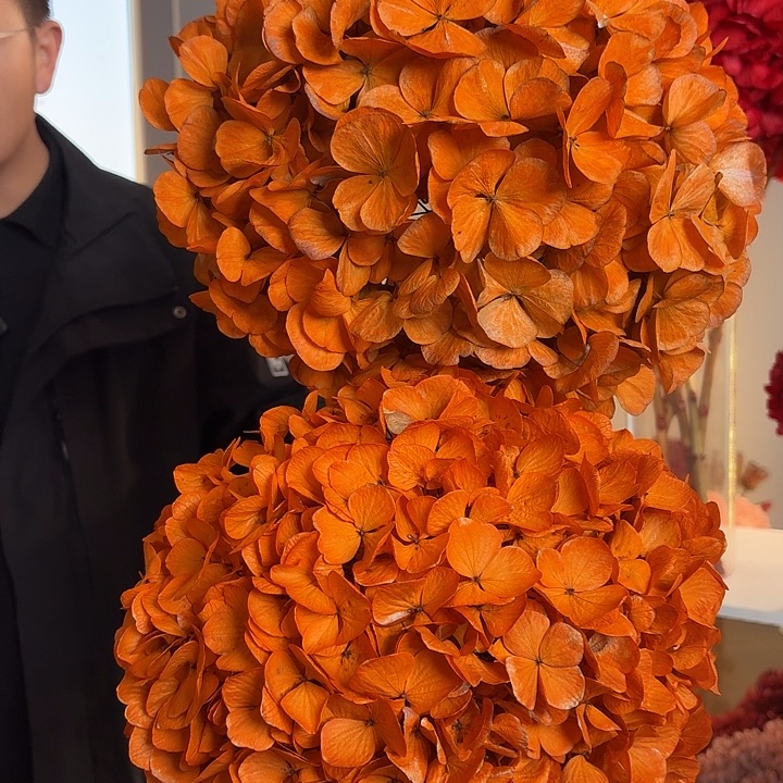 吸色永生大叶绣球1枝 橙色