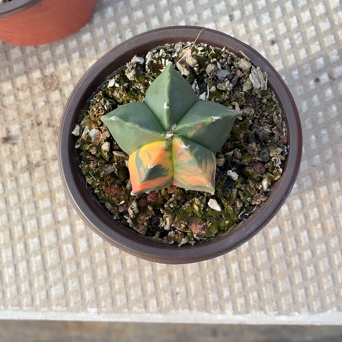 腊***花无花朵鸾凤玉？！！！！！！！