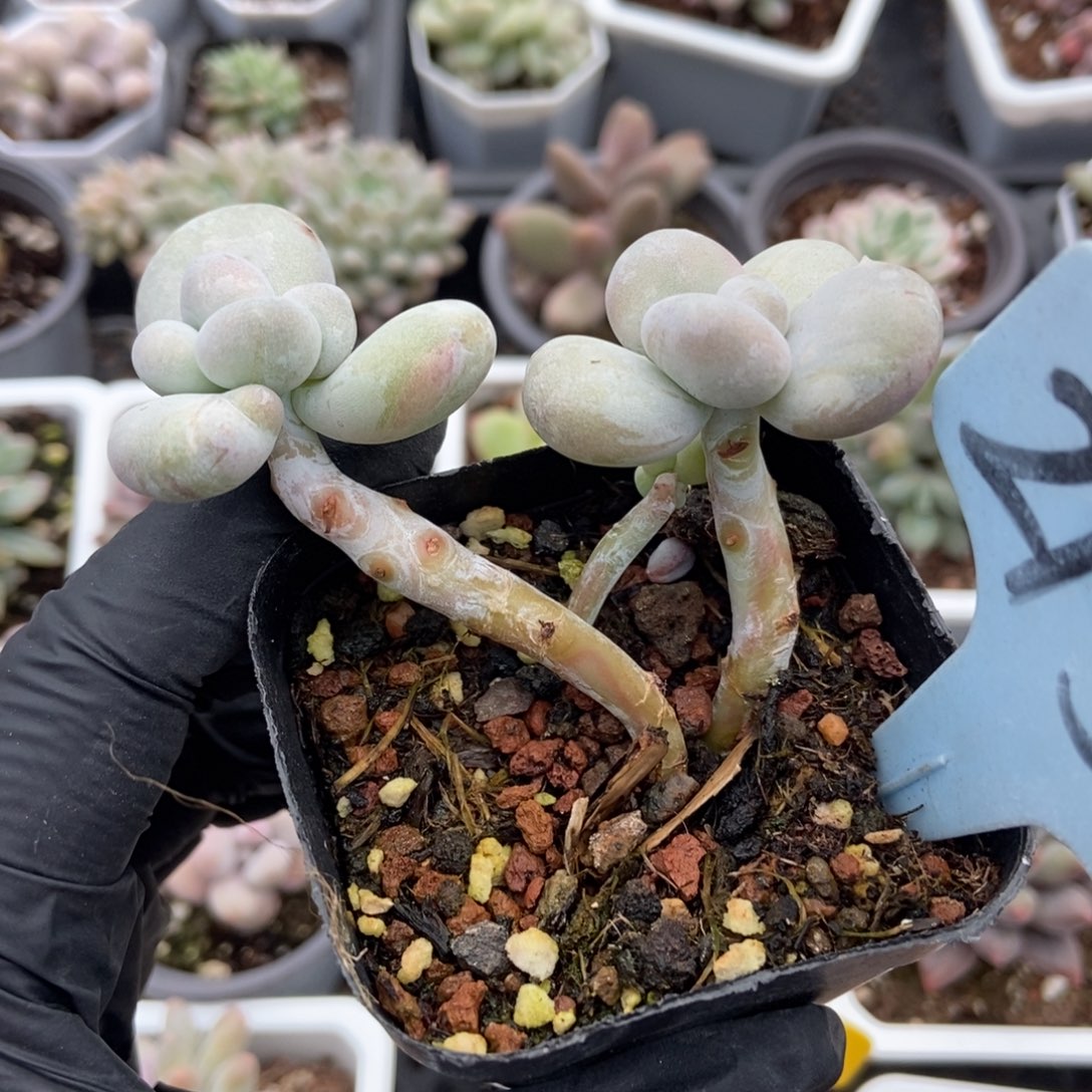 2150油煎多肉植物多肉