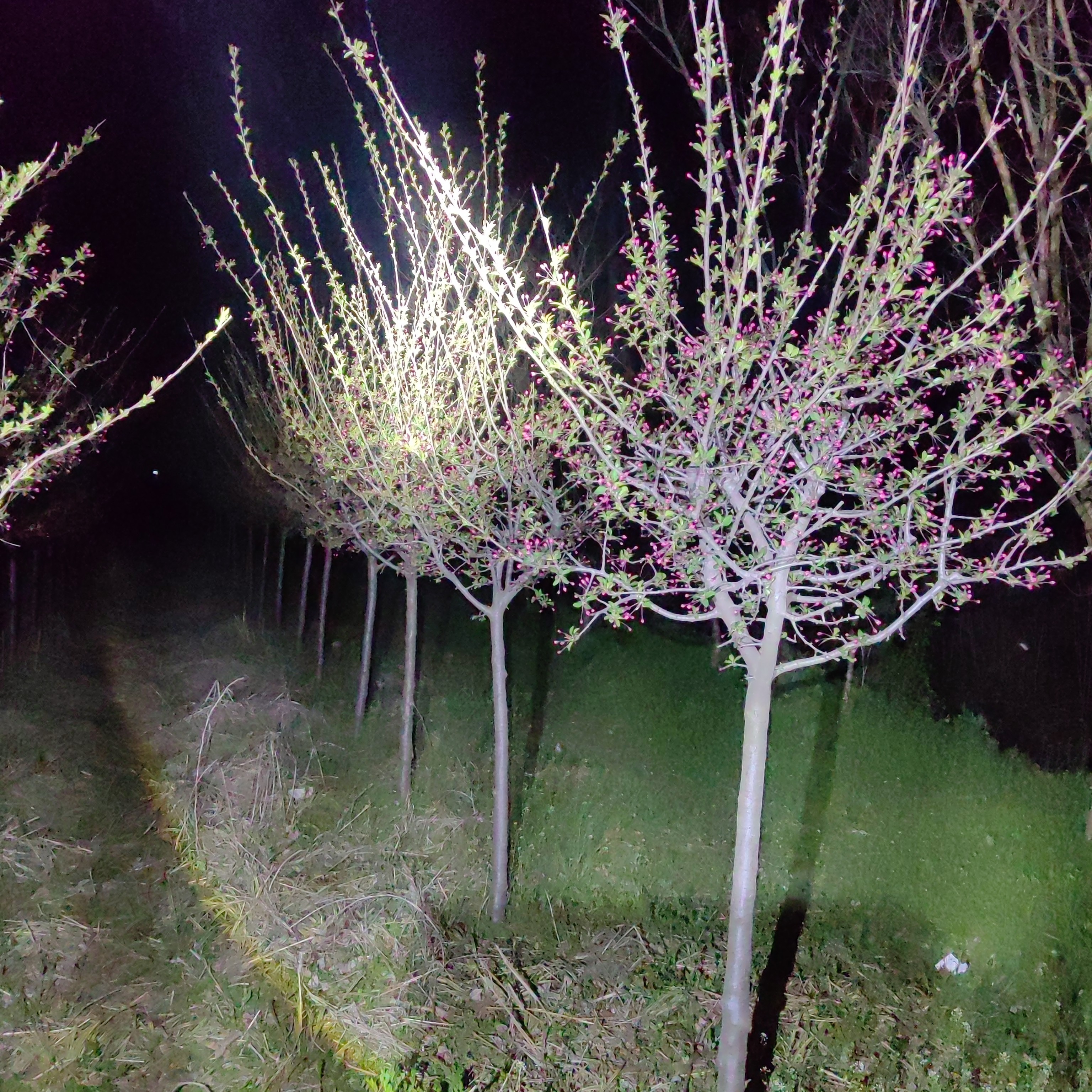 庭院绿化海棠树苗垂丝北美海棠西府海棠风景树地栽植物