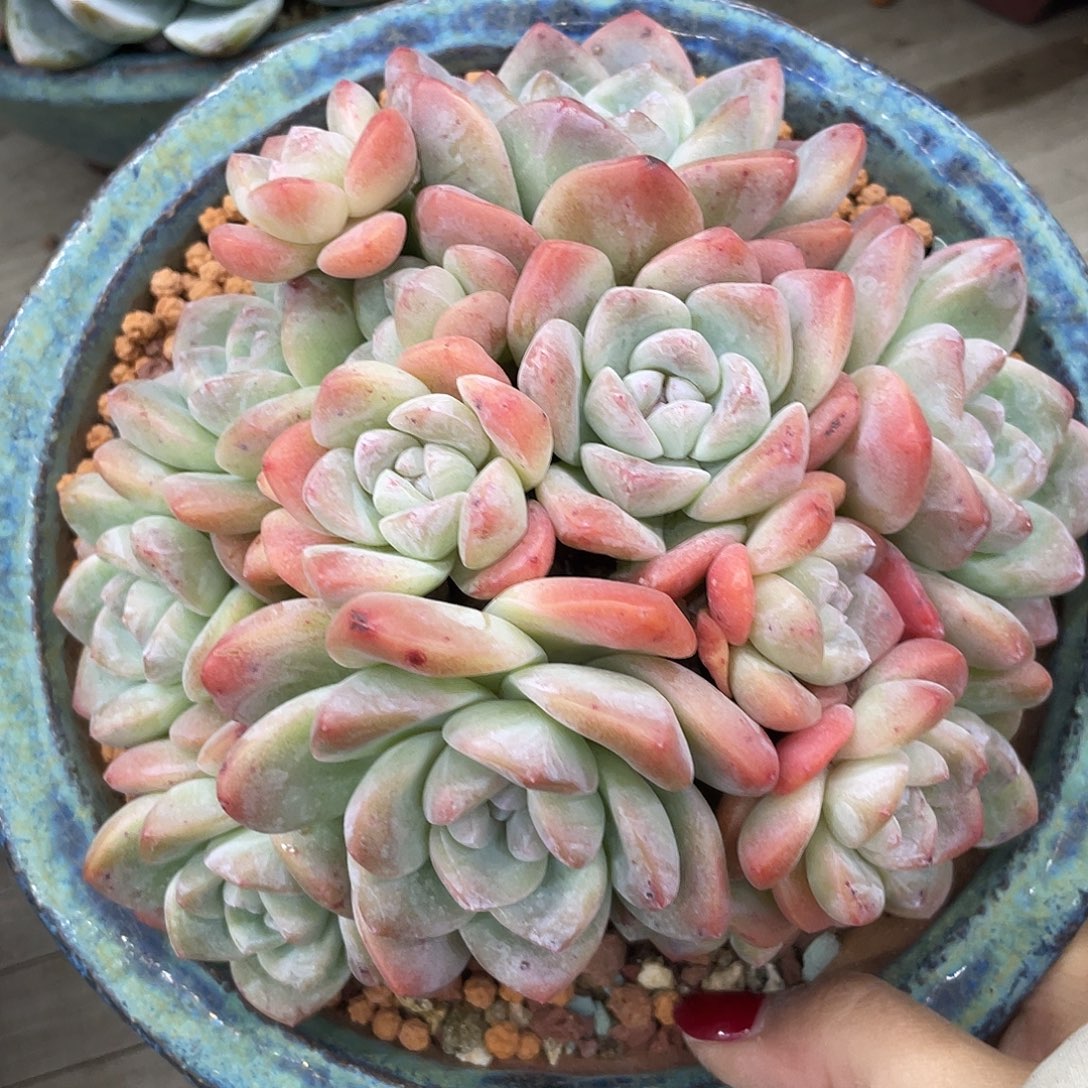 15头实生冰玉群生，冠幅约15cm