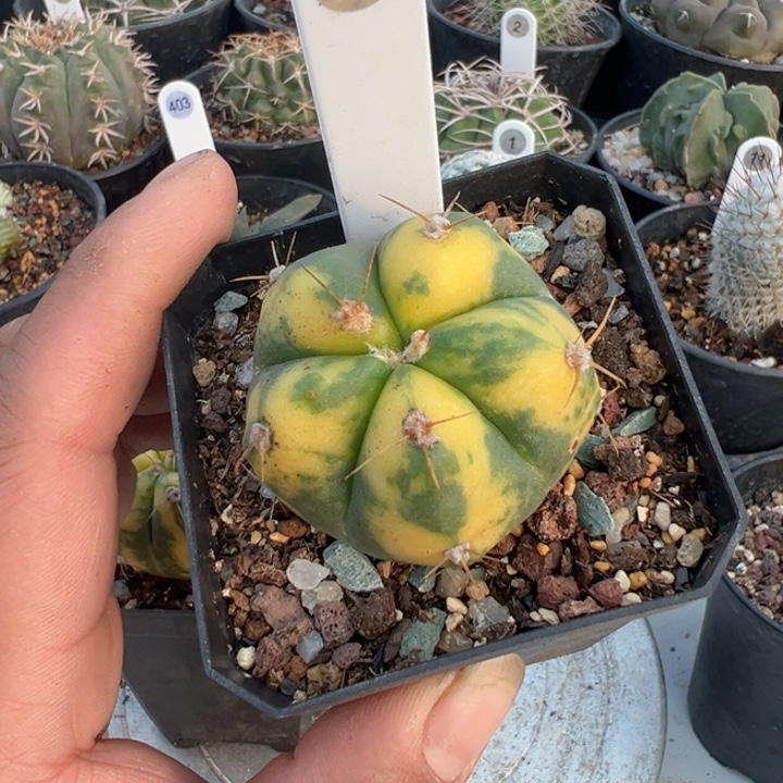 用***4完全开放天王带盆发