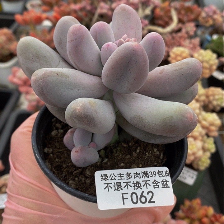 米可奶062多肉植物