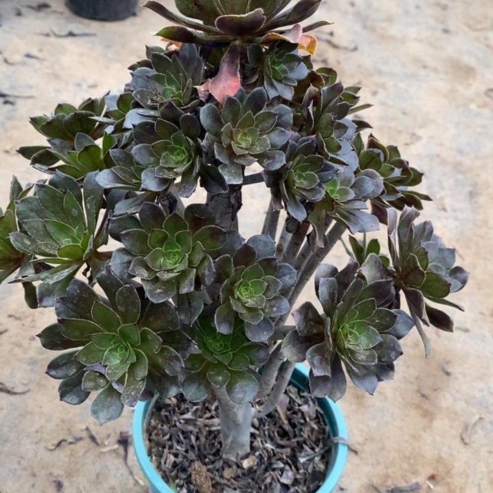 灰法多肉植物4。    