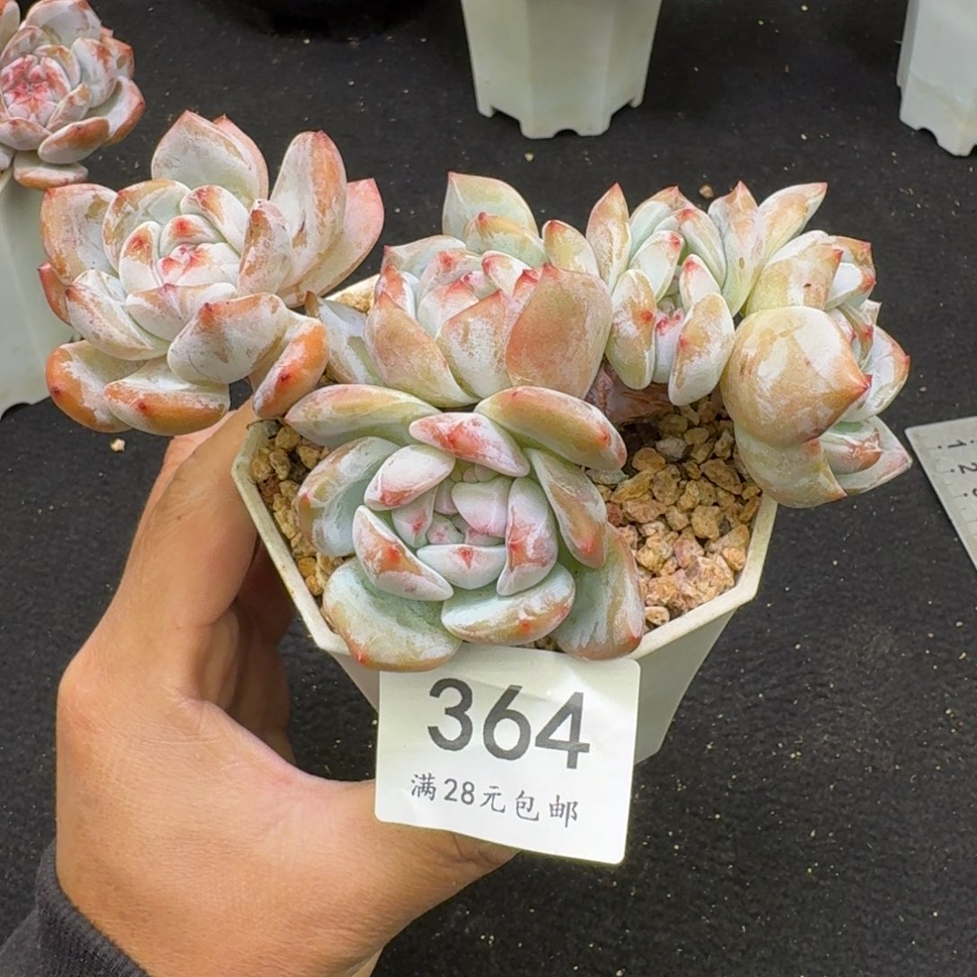 364石榴籽星影5头无砍13-14cm