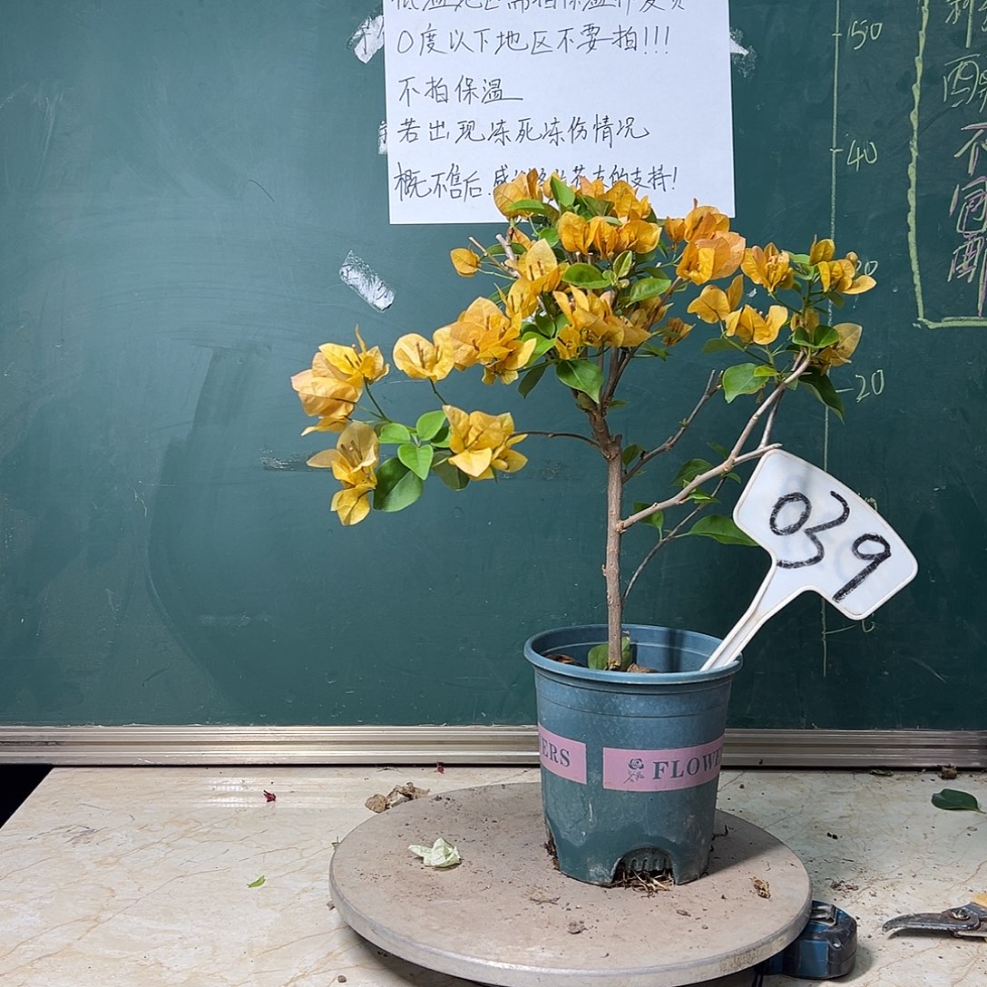 完全开放金色光辉039