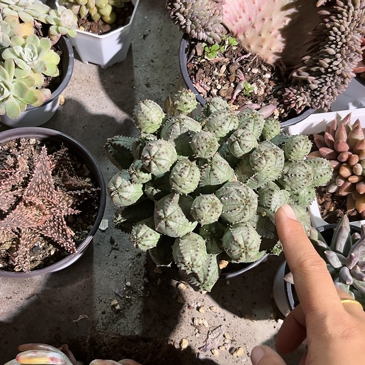 布纹球4667897粒9899“六