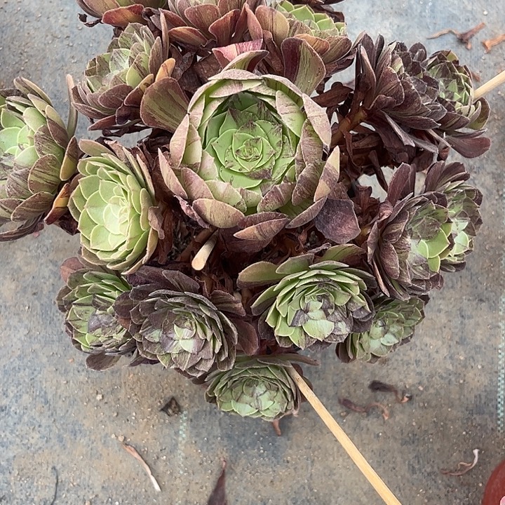 多肉植物墨染锦……