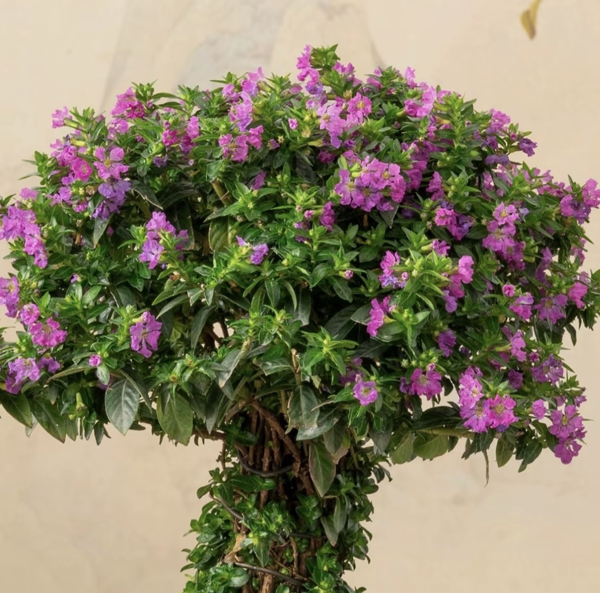 （满天星老桩棒棒糖）精品绿植花卉盆栽四季开花庭院植物新手易养护