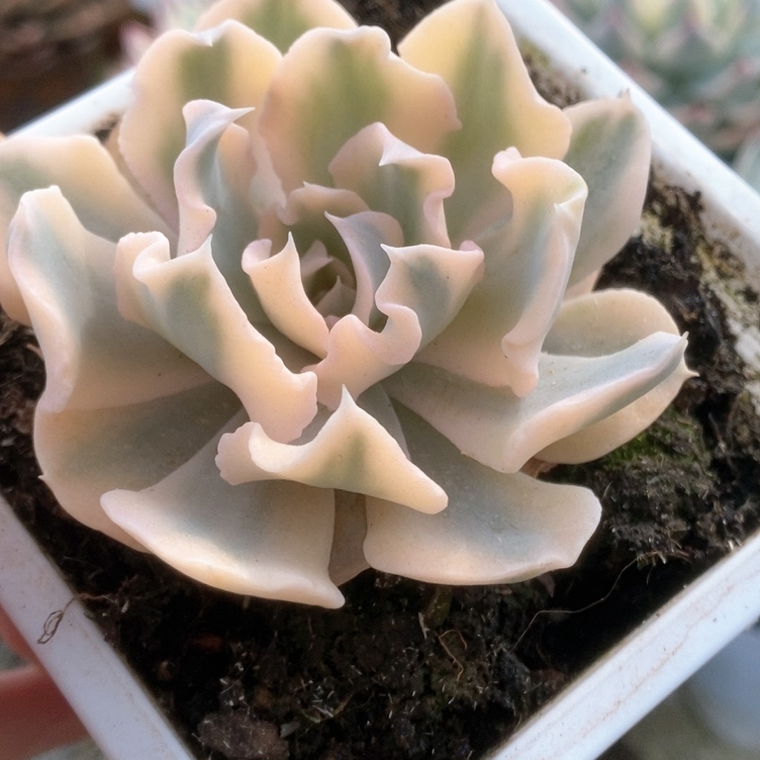 125利比里亚锦锦锦锦锦锦