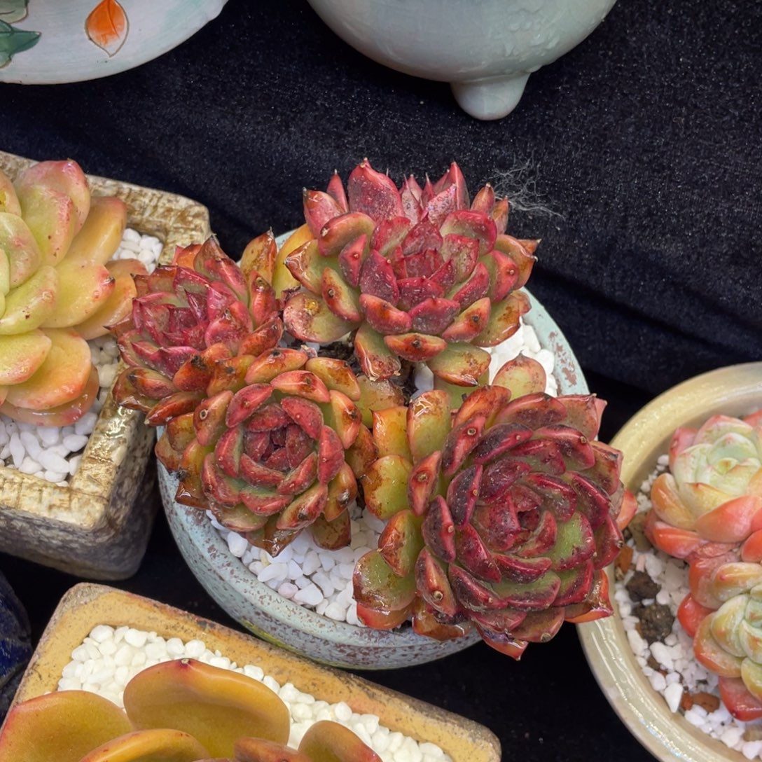 臣***议多肉植物盆栽多肉植物