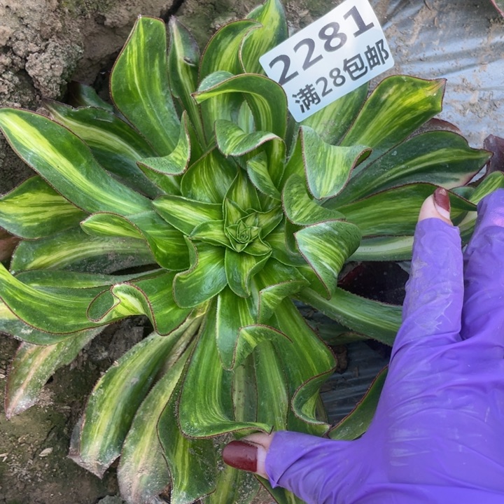 2281魅影七彩多肉植物二号棚A