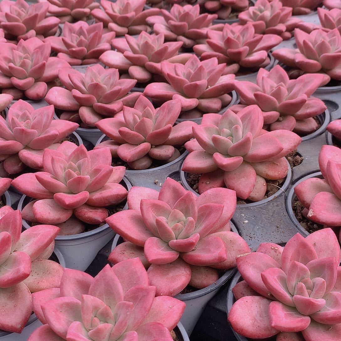 赫菲斯托4667899990000