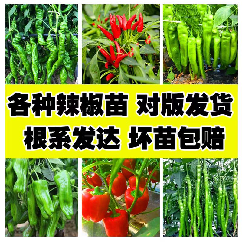 高产辣椒苗薄皮菜椒苗青皮椒苗朝天椒苗牛角椒苗长线椒苗蔬菜种子