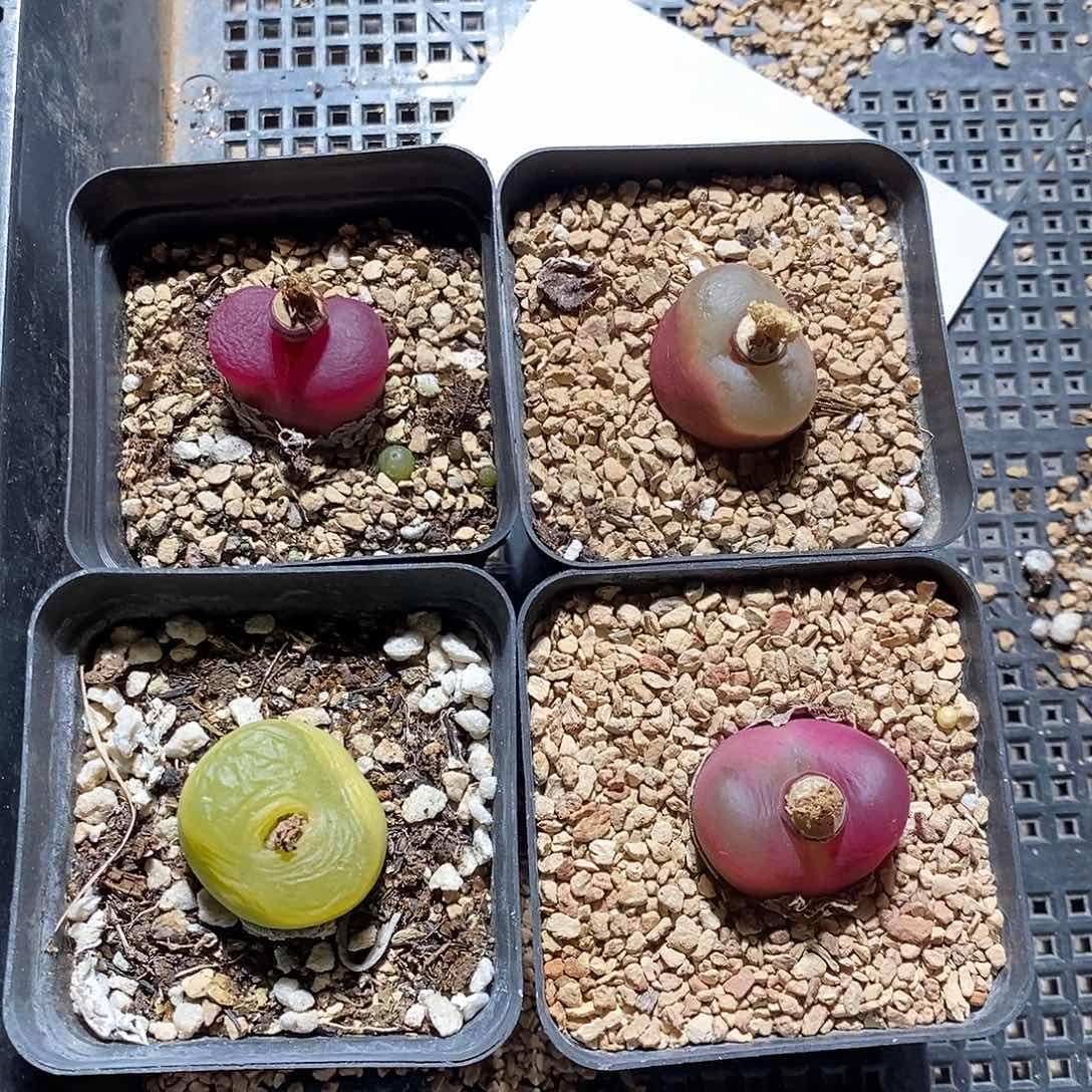 25377。   一组。   一组。带盆。  