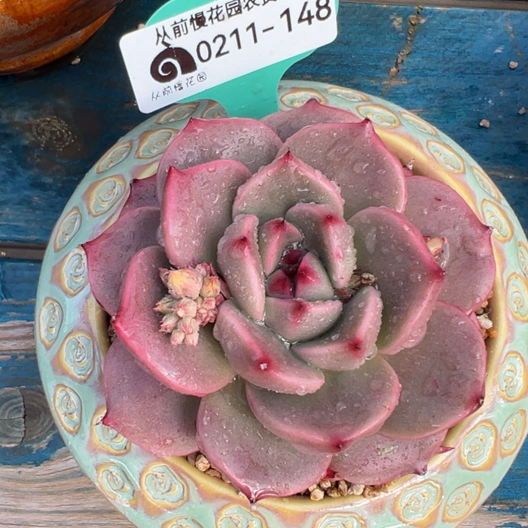 从前慢多肉精选编号0211.148