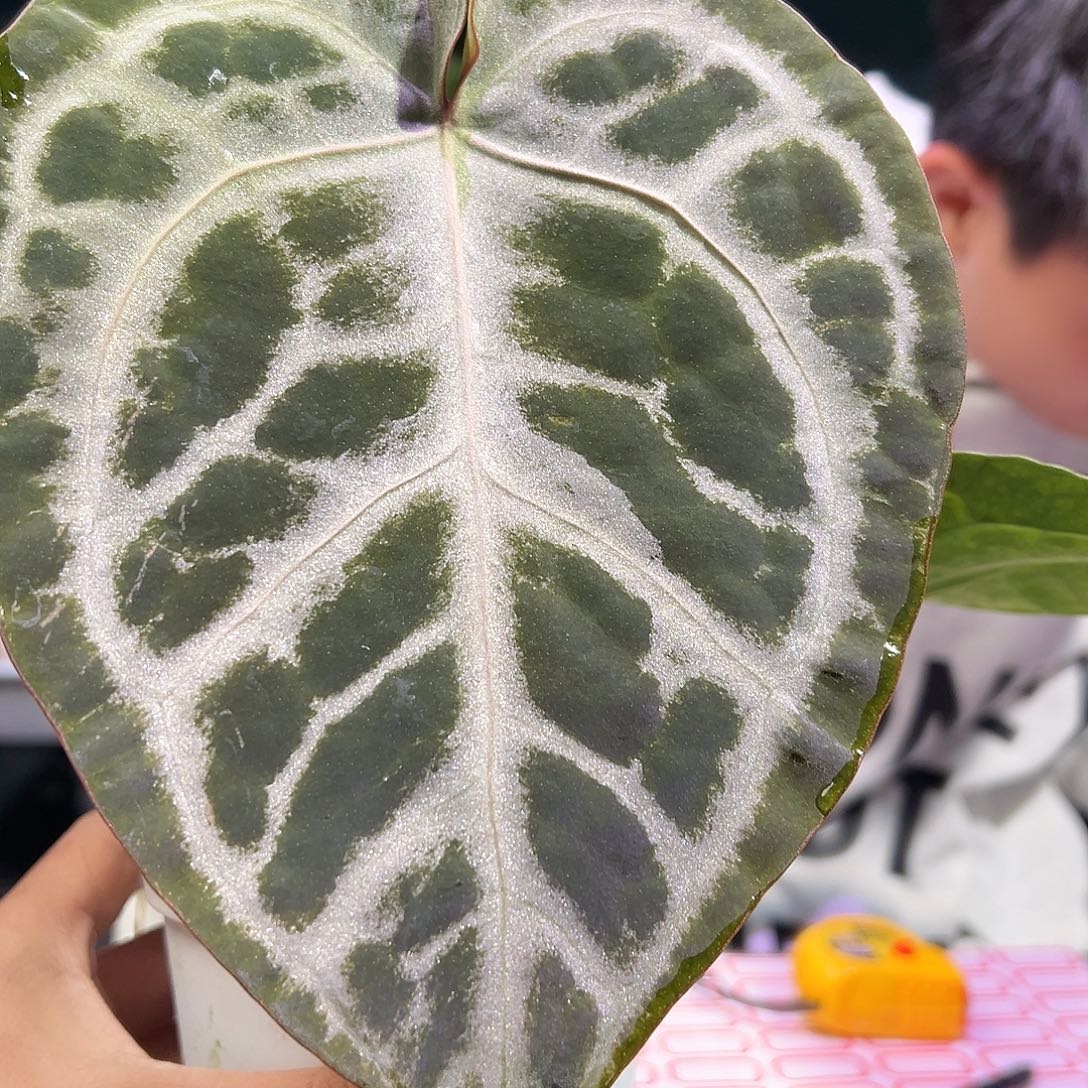 完全开放SKG银*铜水晶