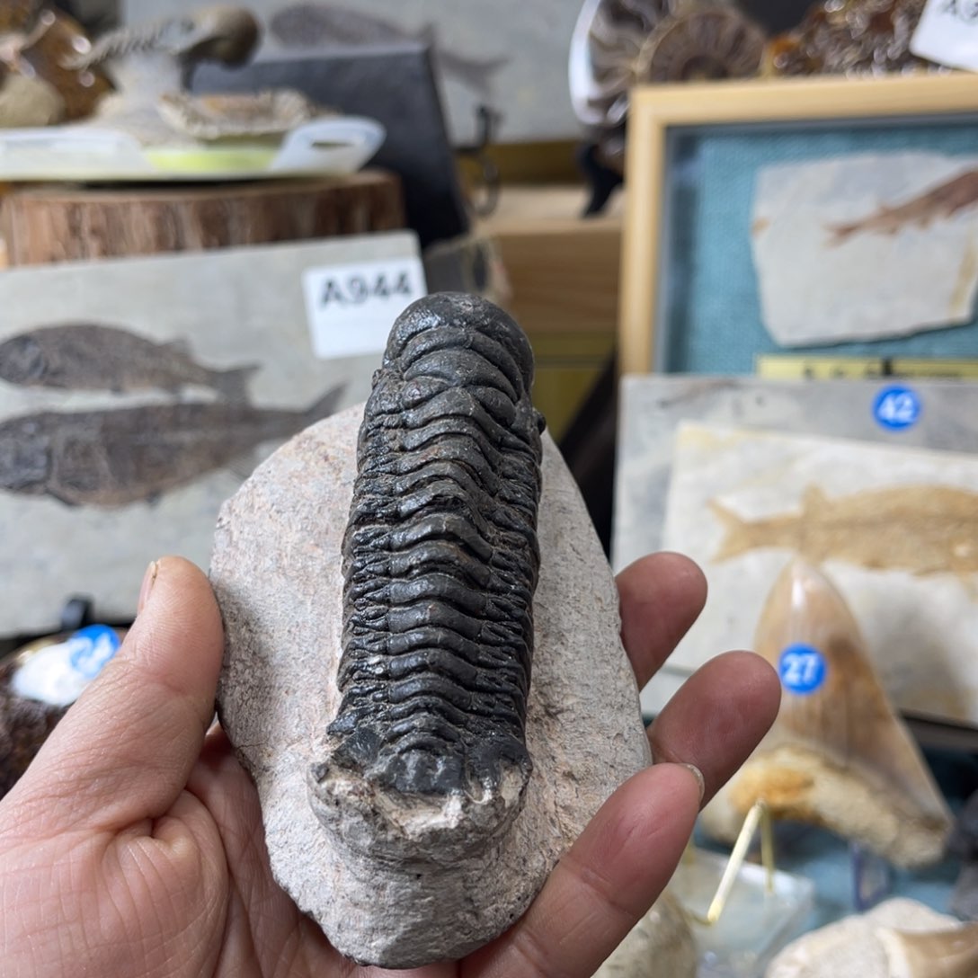 有机玻璃爱**人虫家居摆件设计制作摆件