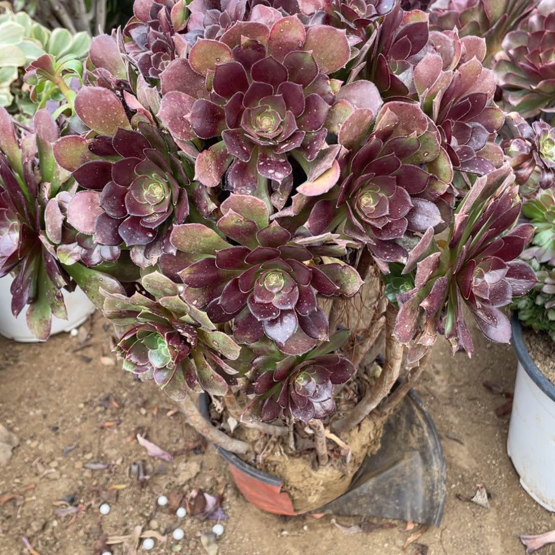 164柠檬多肉法师断枝不包