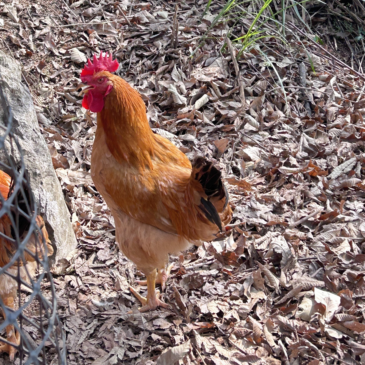 一年公鸡公婆自家养4.5斤