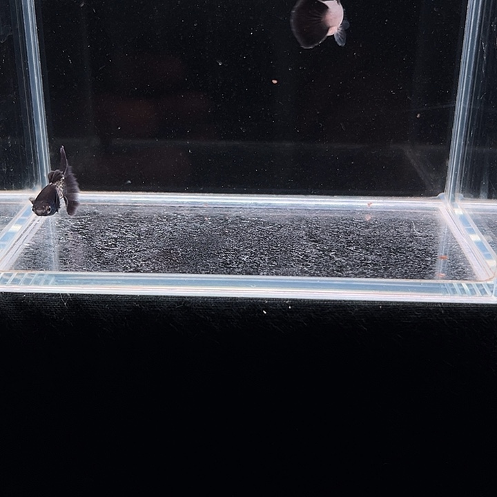 孔雀鱼黑獅孔雀鱼