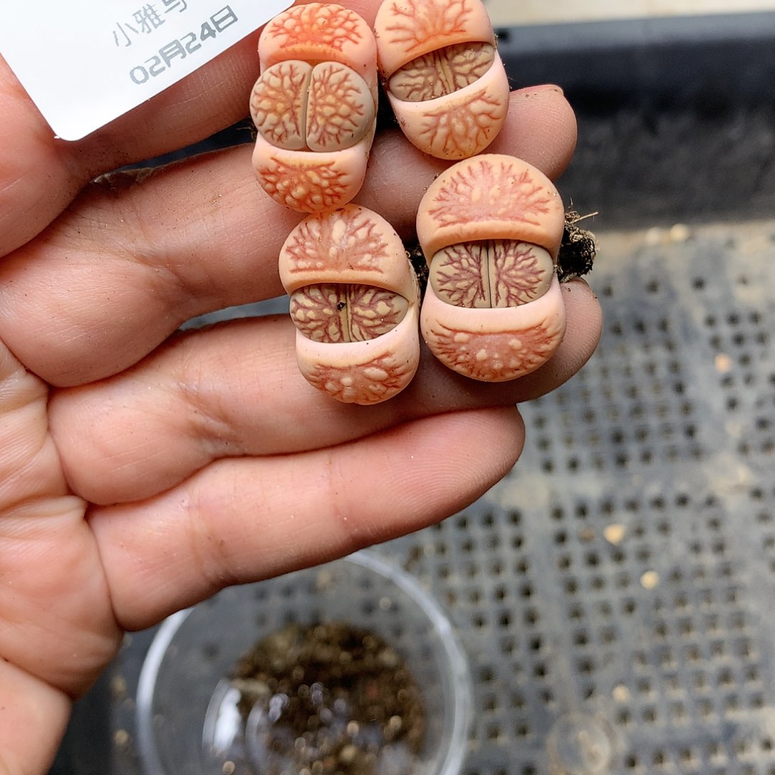 Y409多肉植物保护研究所