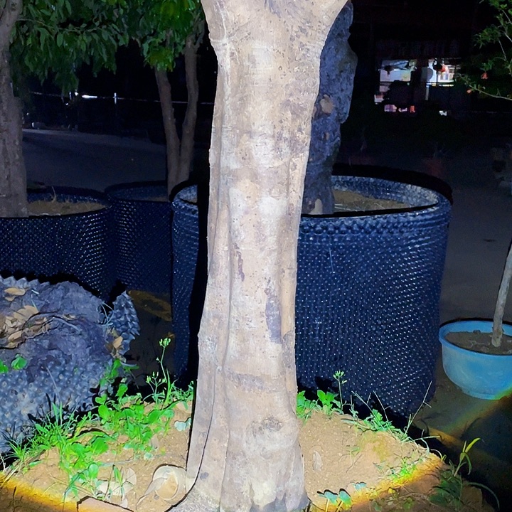 “***”完全开放果树888888