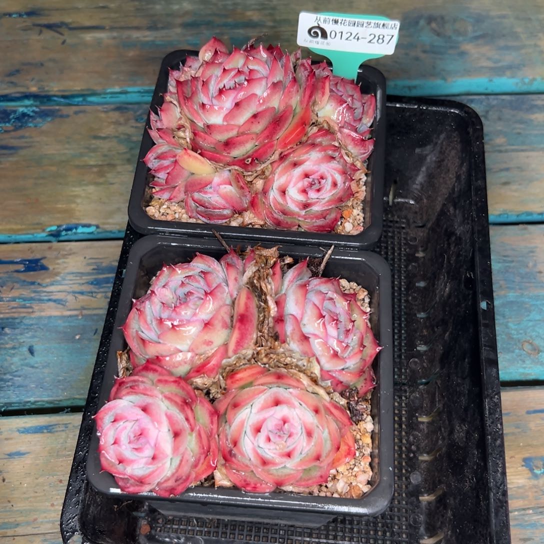 多肉一物一拍0124-287