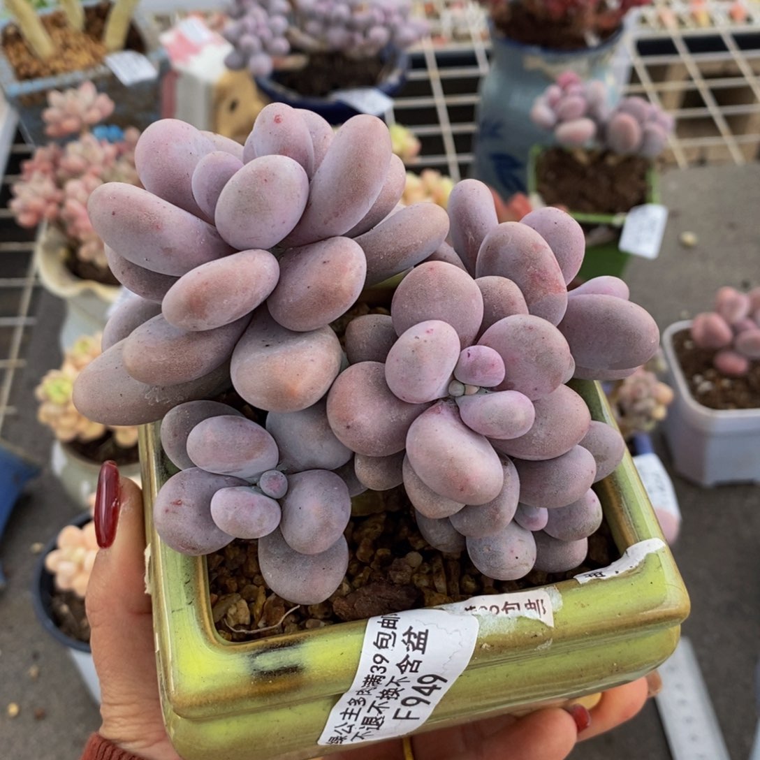 原始奶酪949/10c m