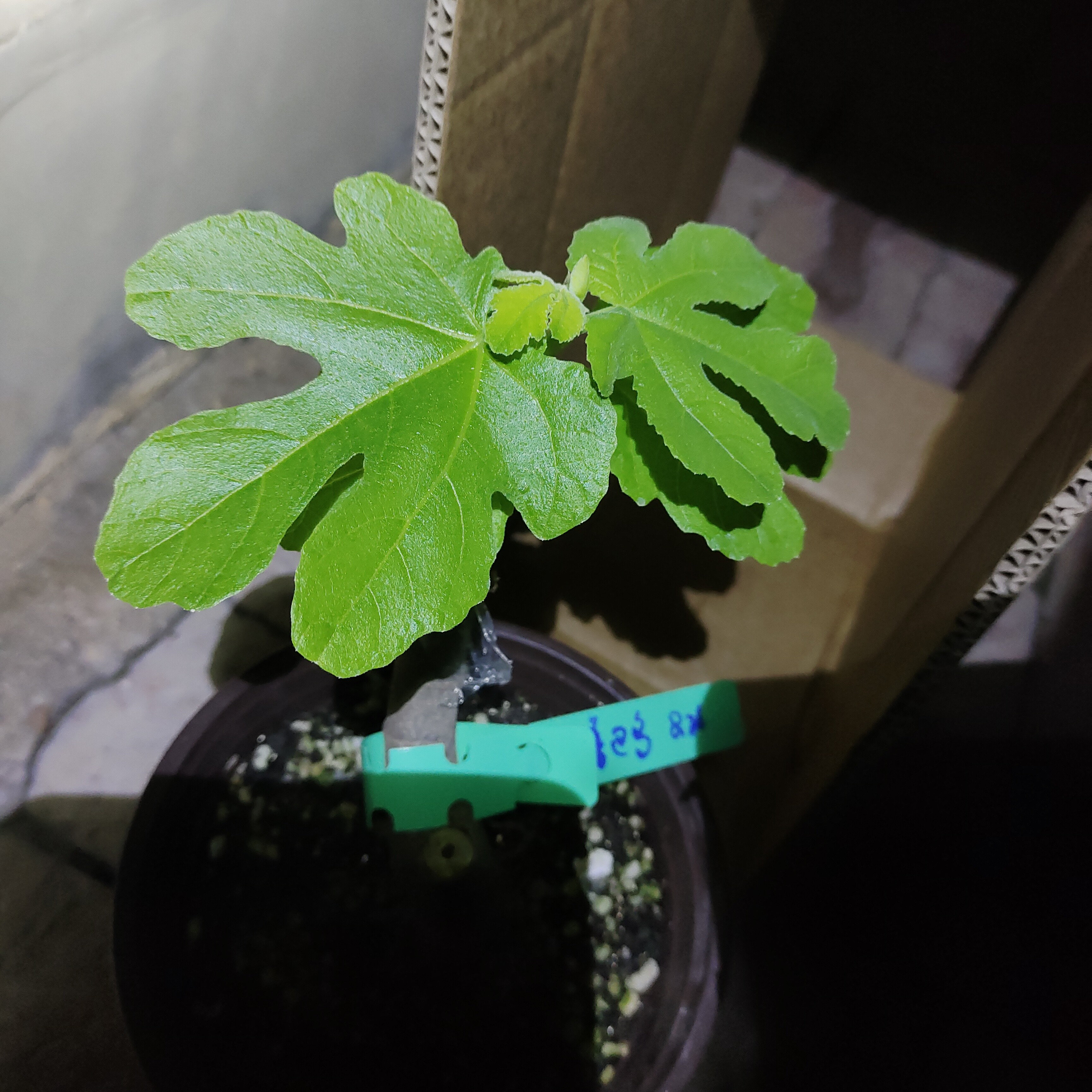 鲁巴多盆栽嫁接苗