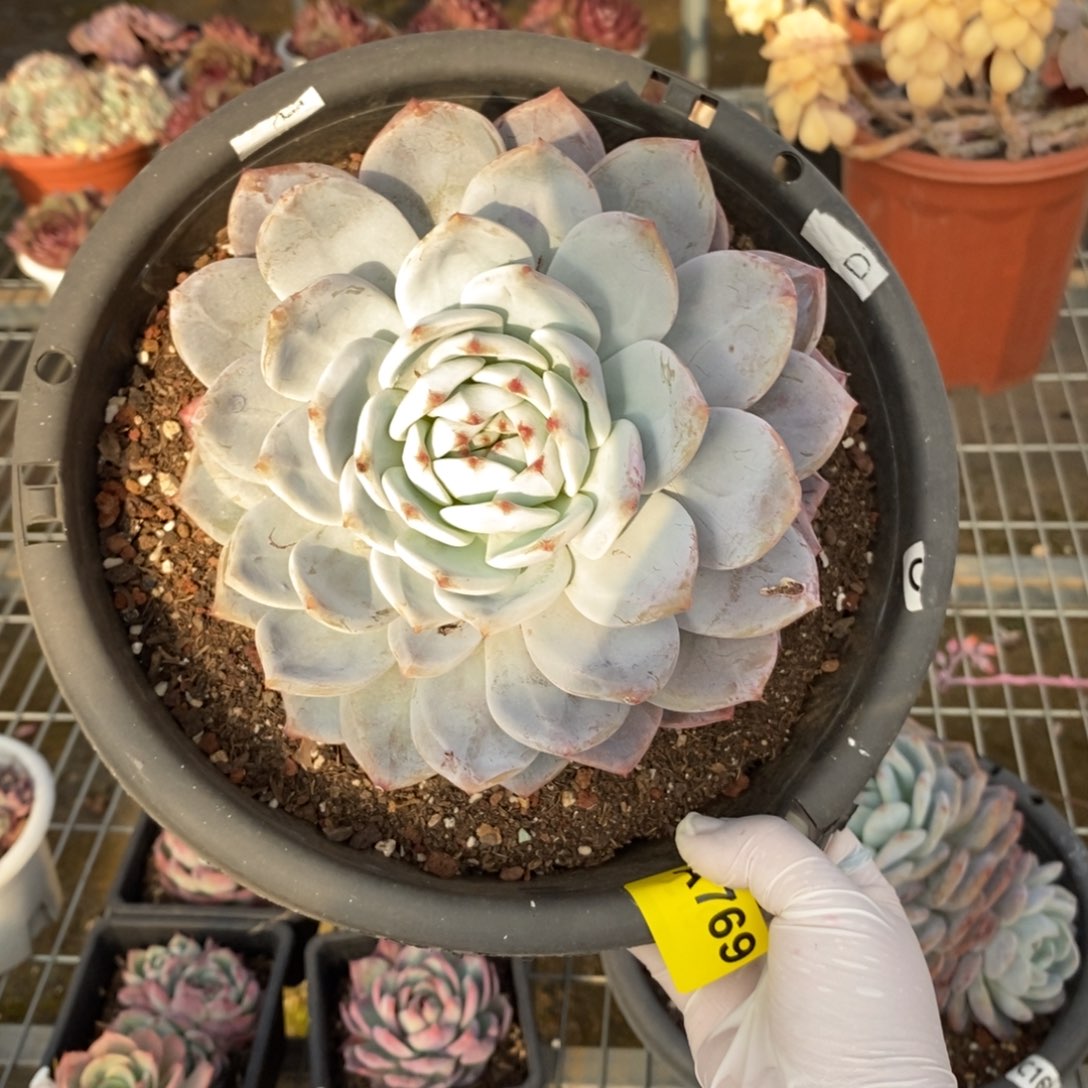 769橙梦露一物一拍