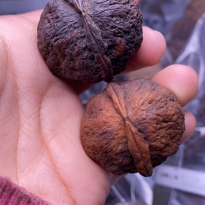 吊坠文玩核桃   160