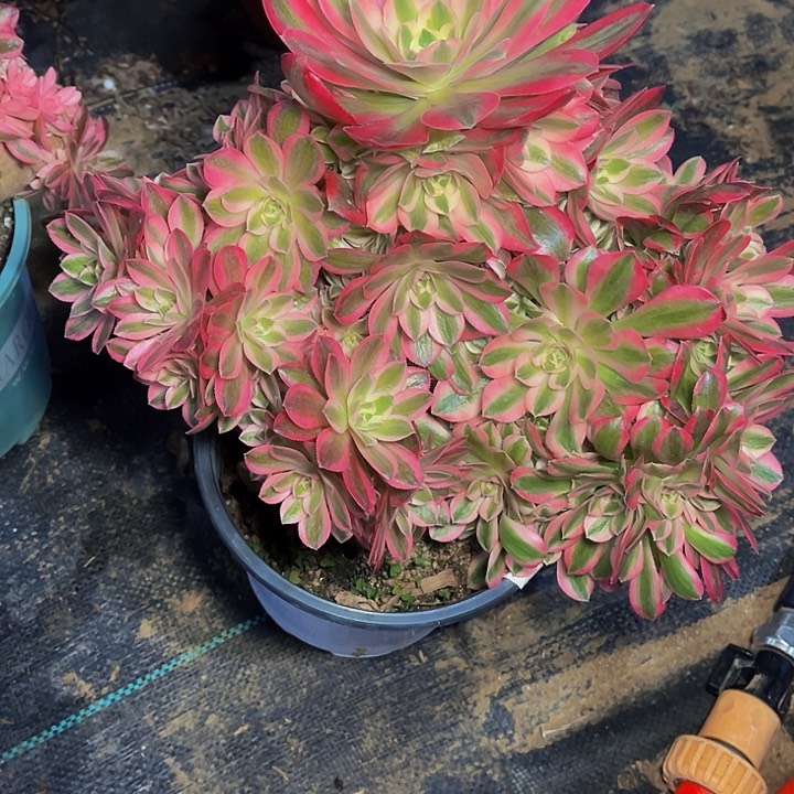 粉女巫砍头朵朵缀化010