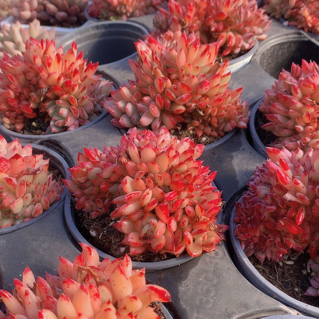 拉糖缀化356788999000