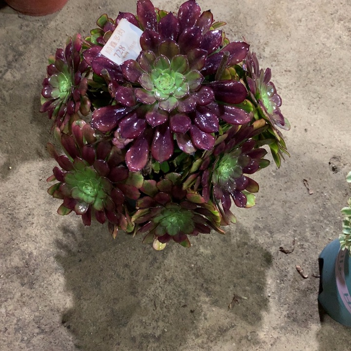 728幻月多肉植物特价