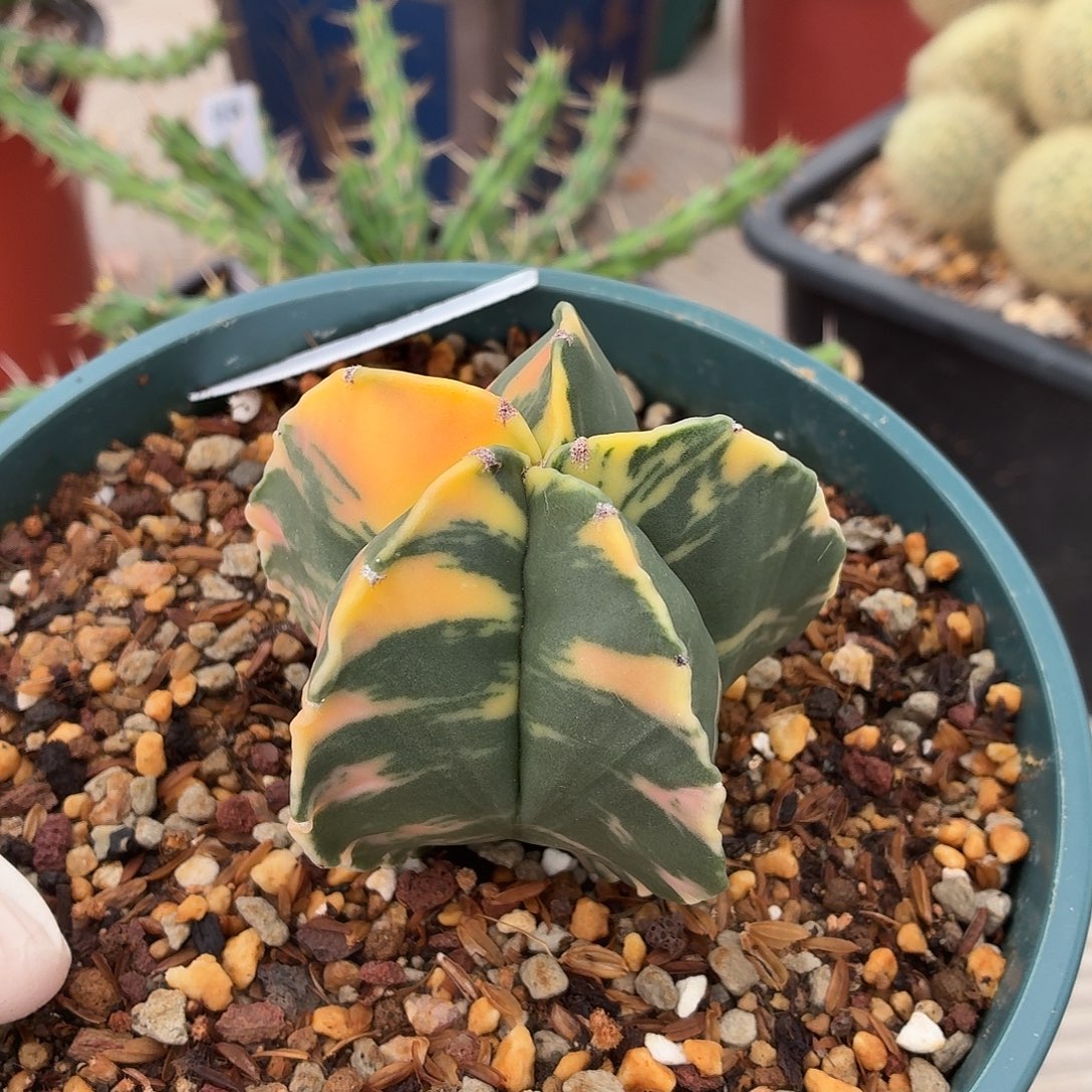 ****呀无花朵鸾凤玉锦！！！！！