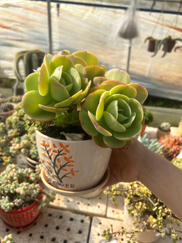 老桩子碧桃  带陶瓷盆发货