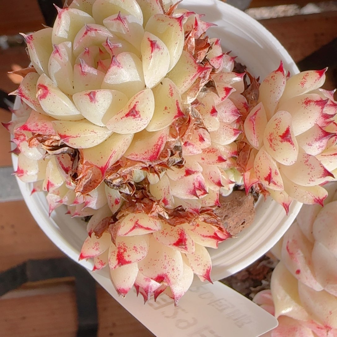 皓***养花语多肉1229-124魔仙散