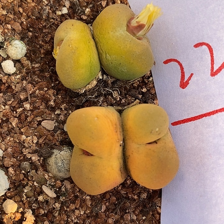 229双头丝绒两颗一组