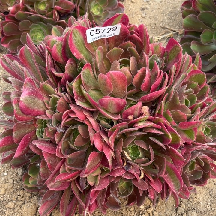 05729香菲多肉植物